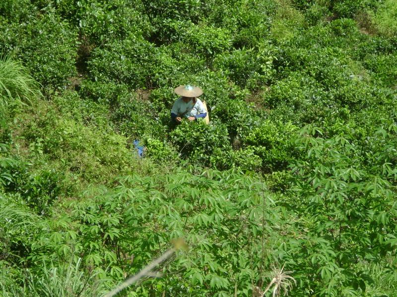 茶葉種植業