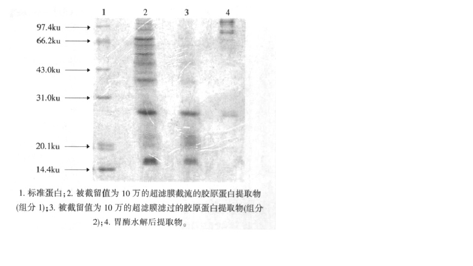 膠原蛋白(膠原質)