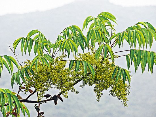 野漆樹葉(野漆樹葉)