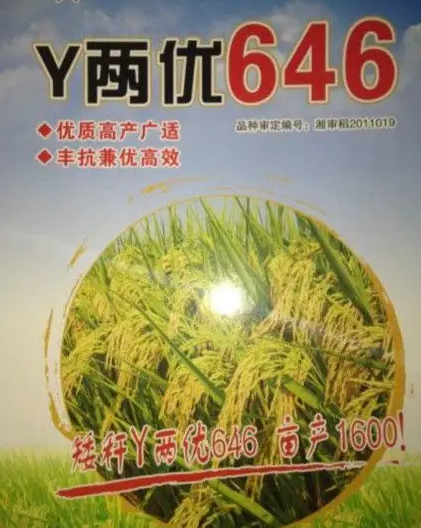 Y兩優646