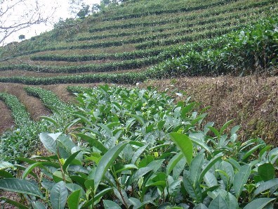 普洱茶基地