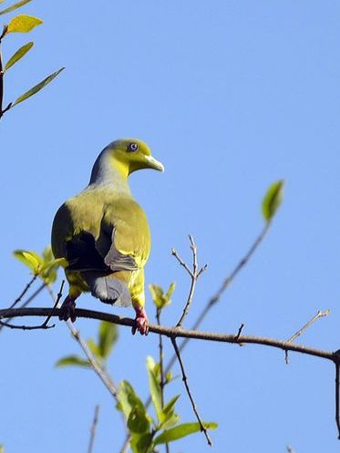 灰頭綠鳩印度亞種