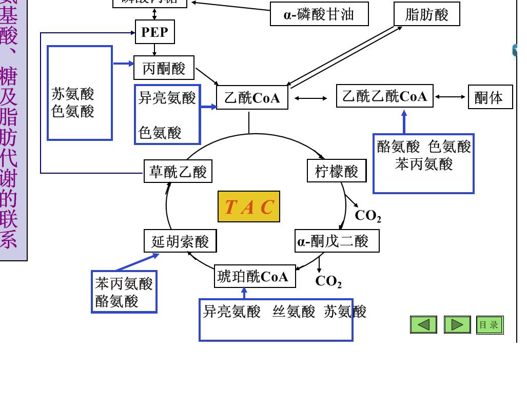 生糖兼生酮胺基酸與三大代謝的聯繫