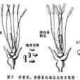 花粉敗育