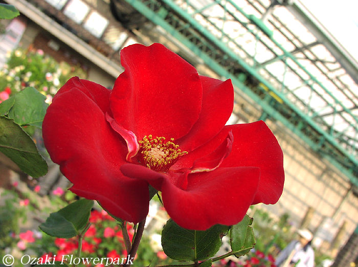 至高無上(薔薇屬月季栽培品種)