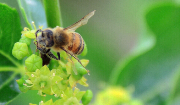 毛條蜂