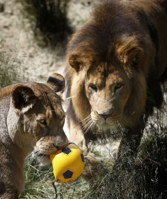 布蘭迪萬動物園