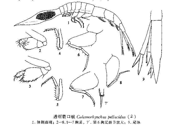 透明箭口戎