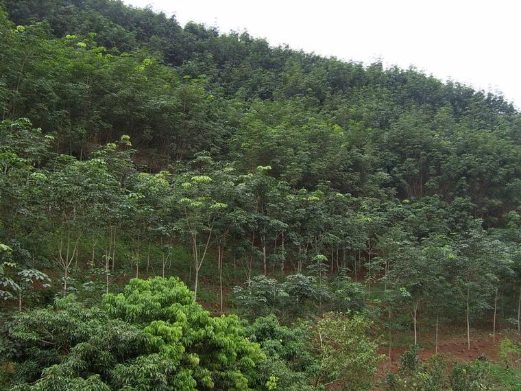 學校基地村橡膠種植