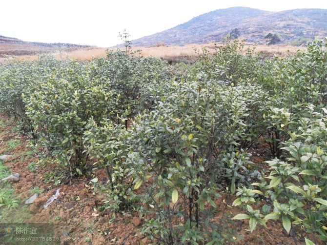 湖南中藥材種植基地仿野生態種植園