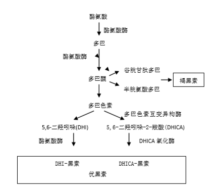 黑素指數