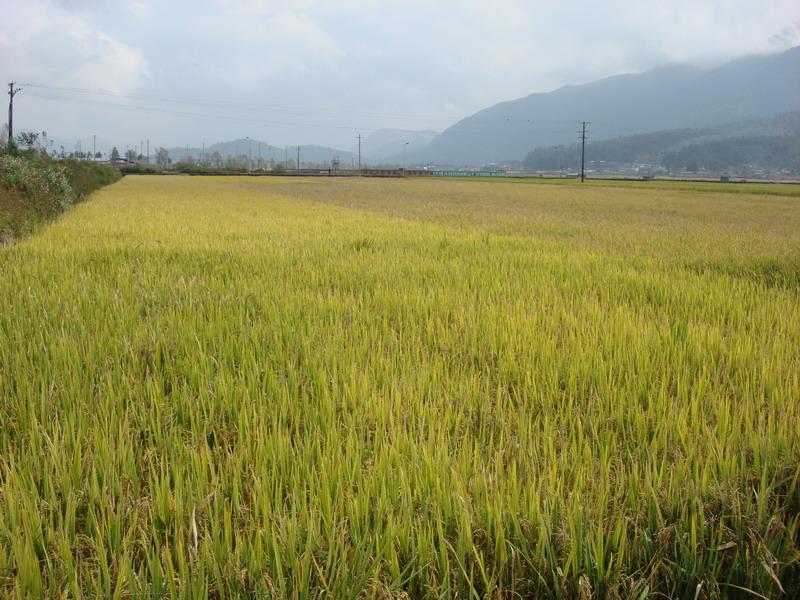 飲馬水河自然村水稻種植業