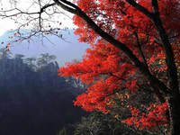 2011中國堯山紅葉節