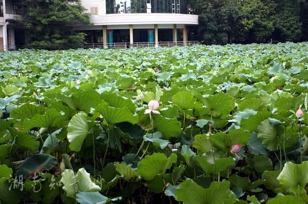 中山大學東湖