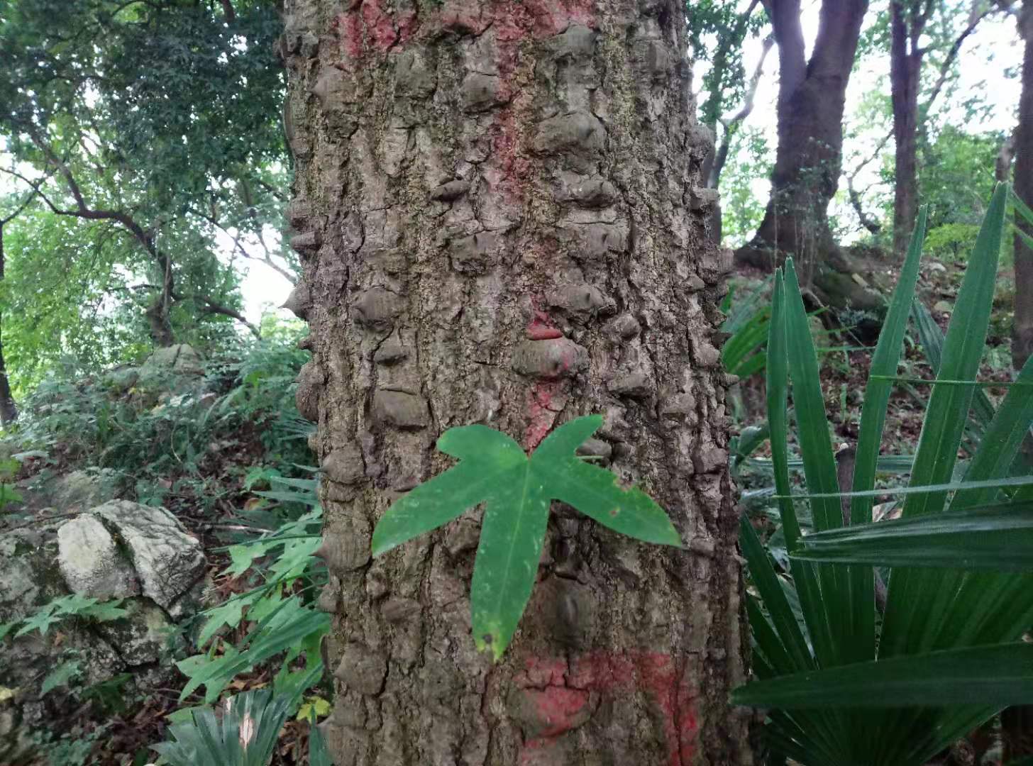 刺楸外皮皮刺