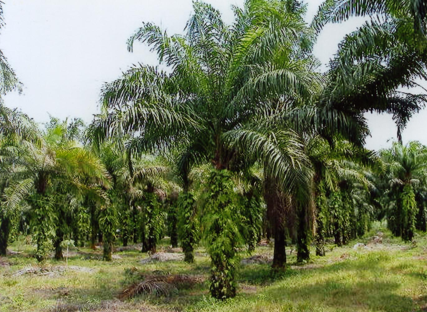 美洲油棕櫚樹