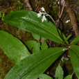 七筋姑(百合科七筋姑屬植物)