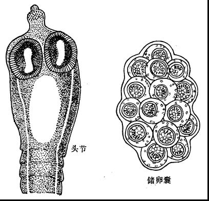 雙殼絛蟲病