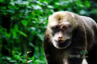 牯牛降中國國家地質公園