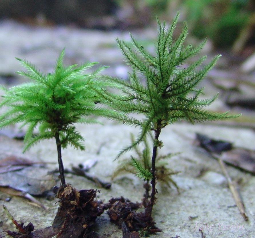 扭口蘚植株