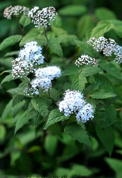 長芽繡線菊