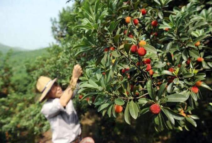 餘姚古岙綠色楊梅基地