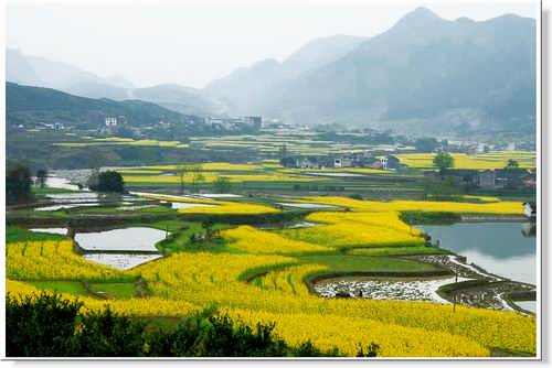 銅西油菜花