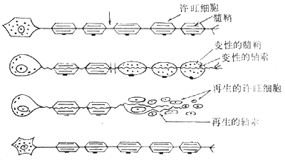 華勒變性模式圖