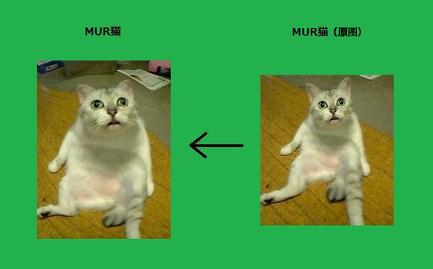 mur貓