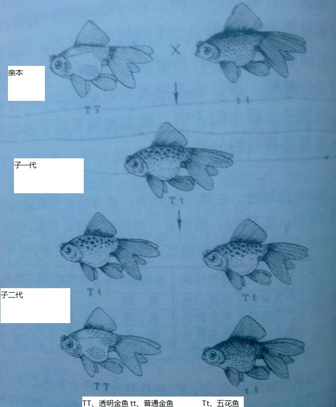 金魚體色的遺傳