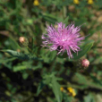 美花風毛菊(植物)