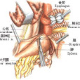 經腹食管肌層切開胃底覆蓋術