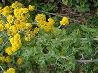 阿里山油菊