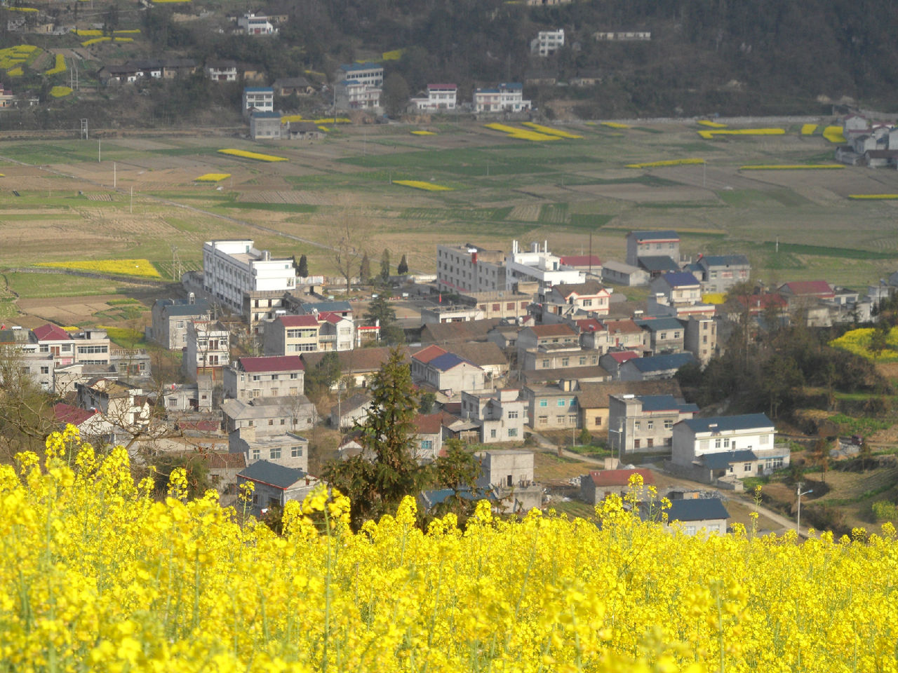 枝柘坪村