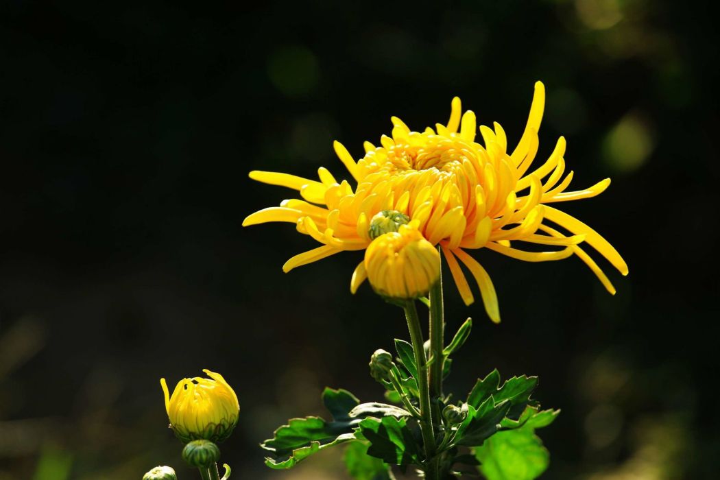 高加索菊