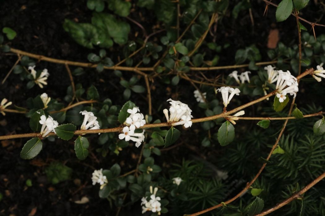 管花木樨