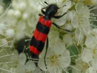 Trichodes sp