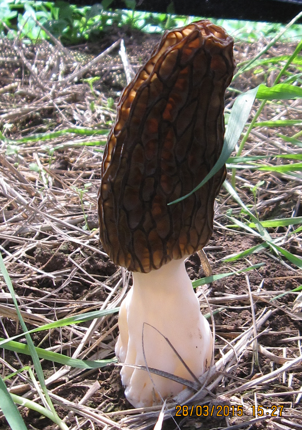 人工種植的七妹羊肚菌（2016年拍攝）