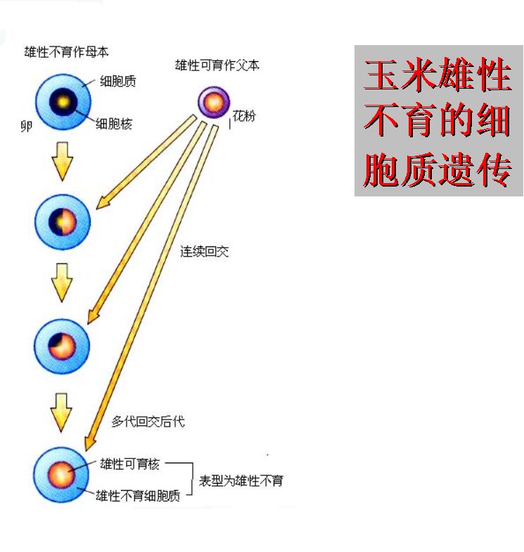 雄性不育恢復系