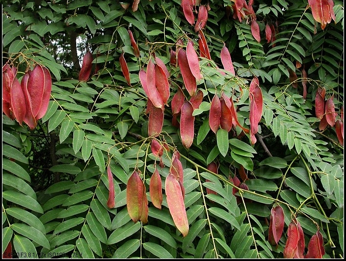 任豆無性系1號