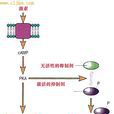 PKA系統