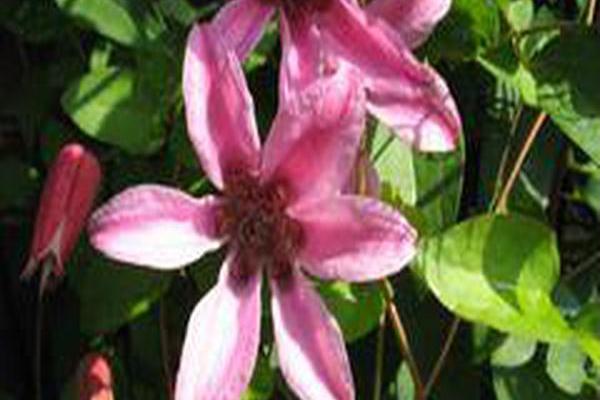 Clematis \x27Princess Diana\x27