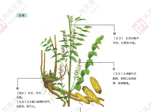 甘草(烏拉爾甘草)