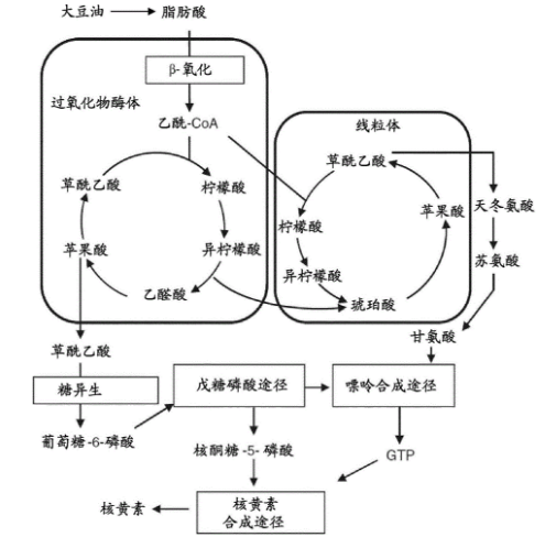 醛縮酶