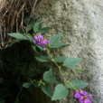 歪頭菜(豆科植物)