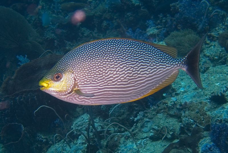 爪哇藍子魚