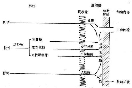 腸消化過程