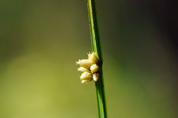 北水毛花