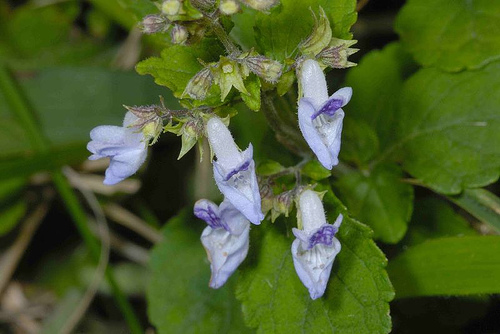 淡黃香茶菜