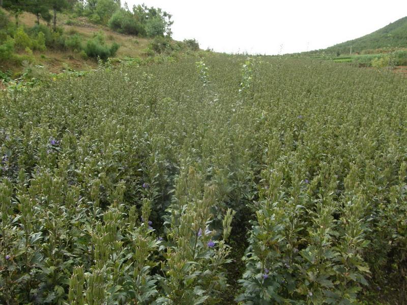 黃草坪自然村